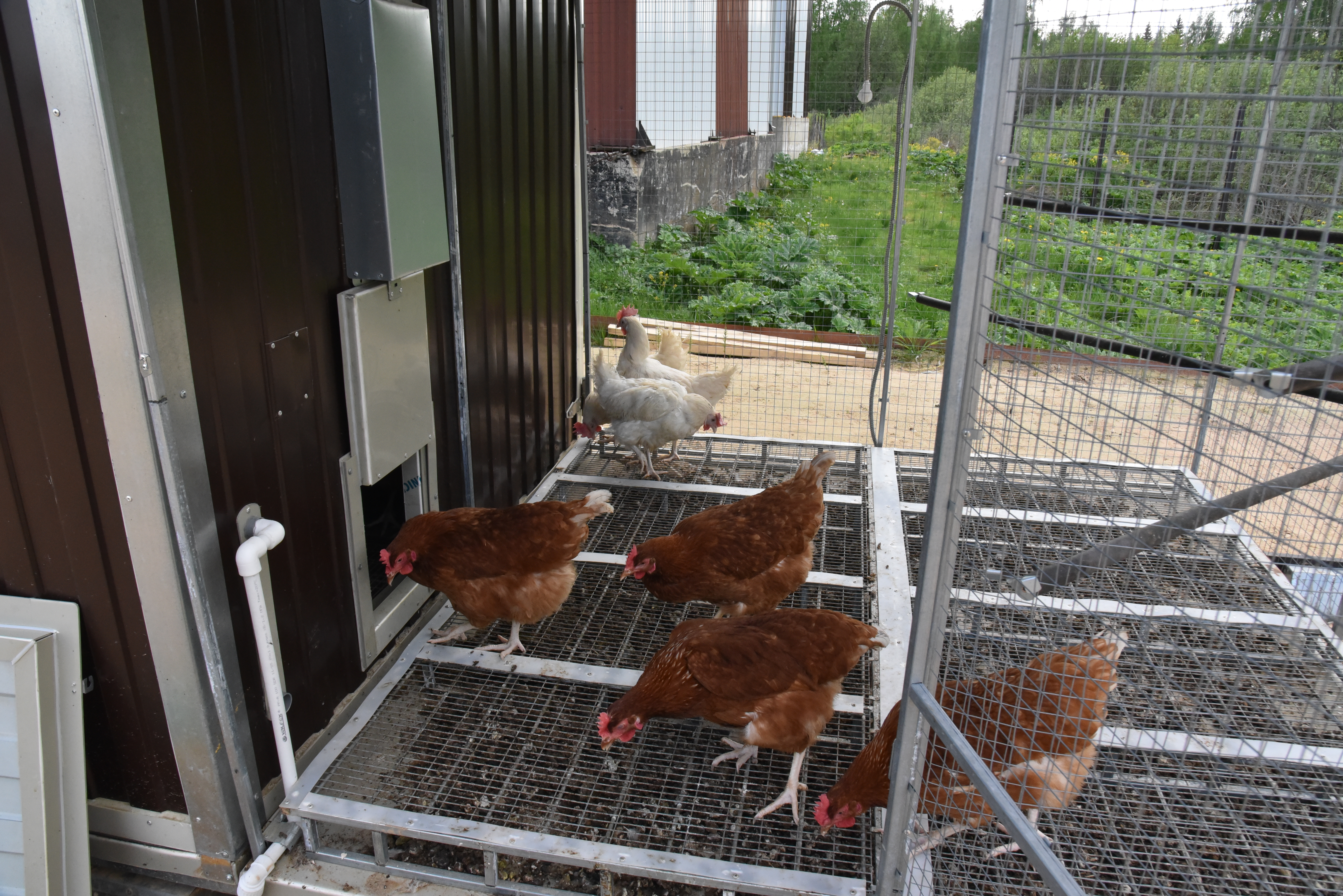 Выгул "Разгуляй" приставной из сетки 1-2-СП. Фото 18