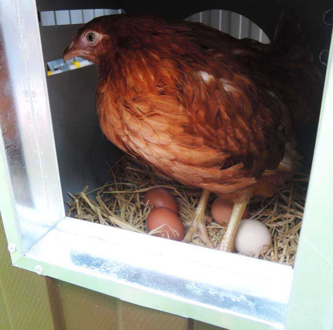 Утепленный курятник с обогревом на 45 голов "Теплоисухо" КН. Фото 9