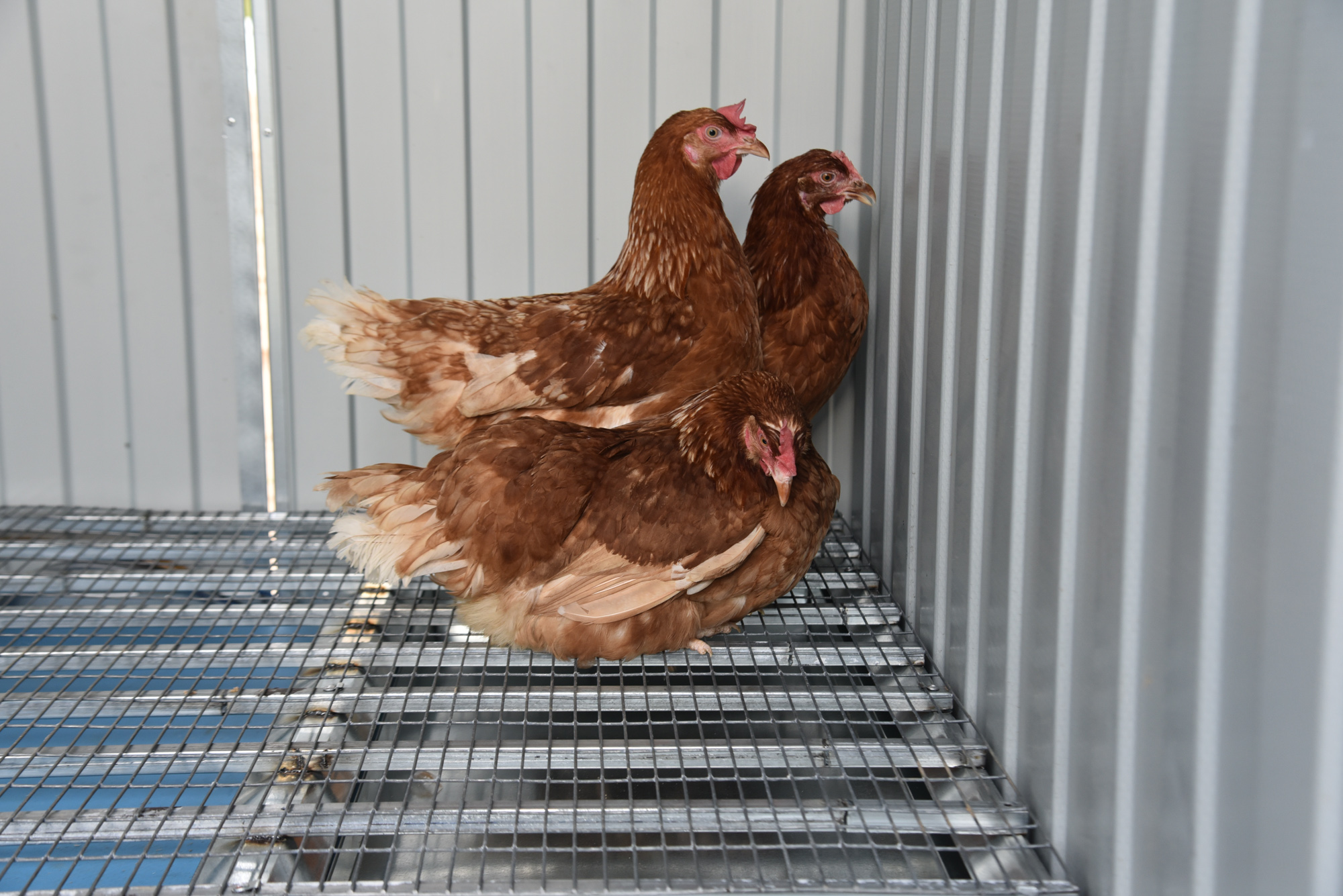  Настил металлический усиленный для птичника. Фото 7