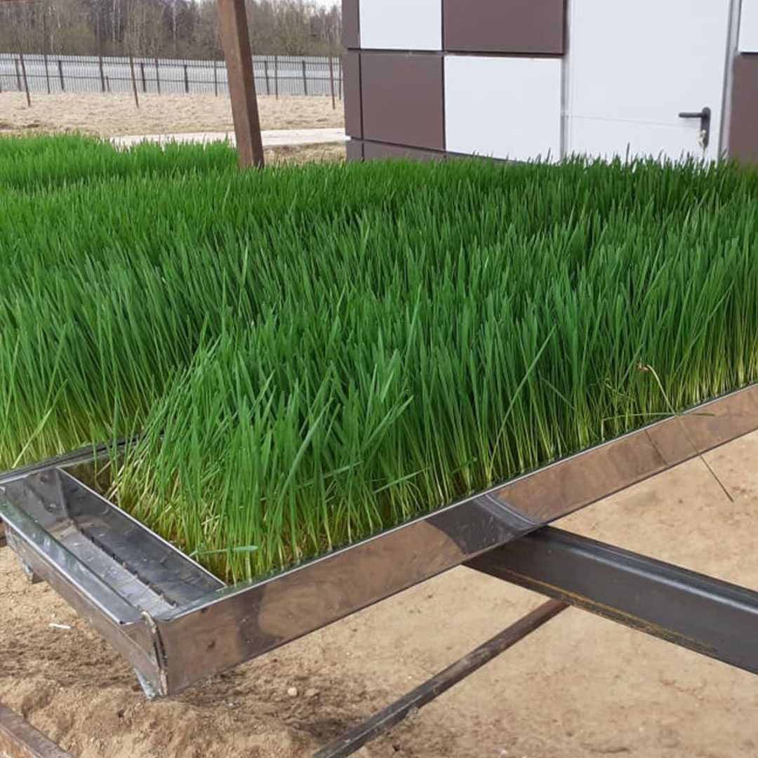 Гидропонная установка для зелёного корма. Фото 1