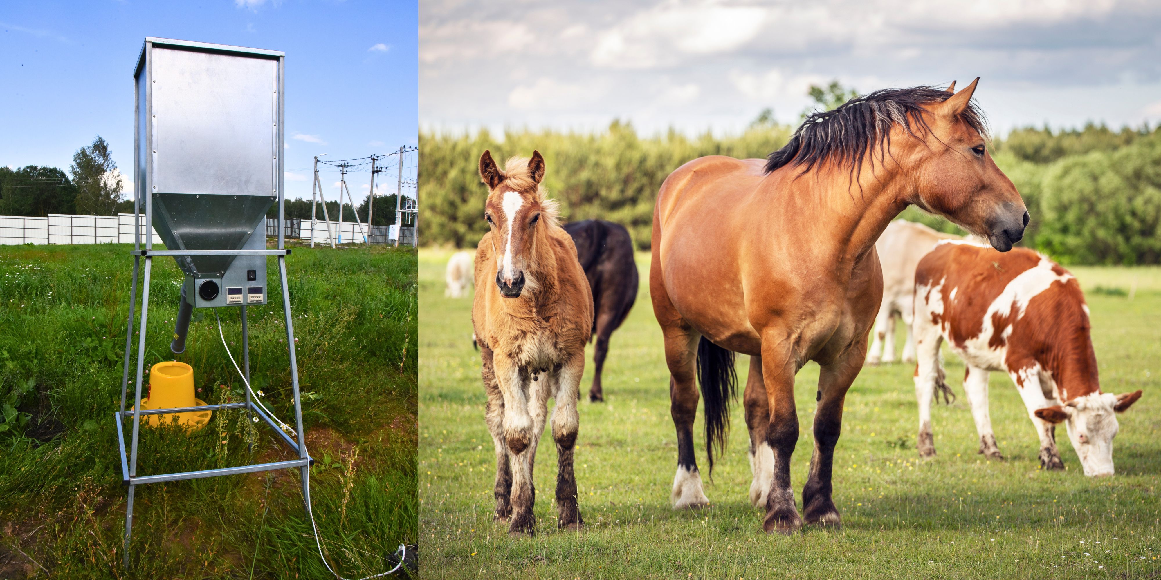 Бункер кормовой автоматический "Дозатор 45". Фото 19