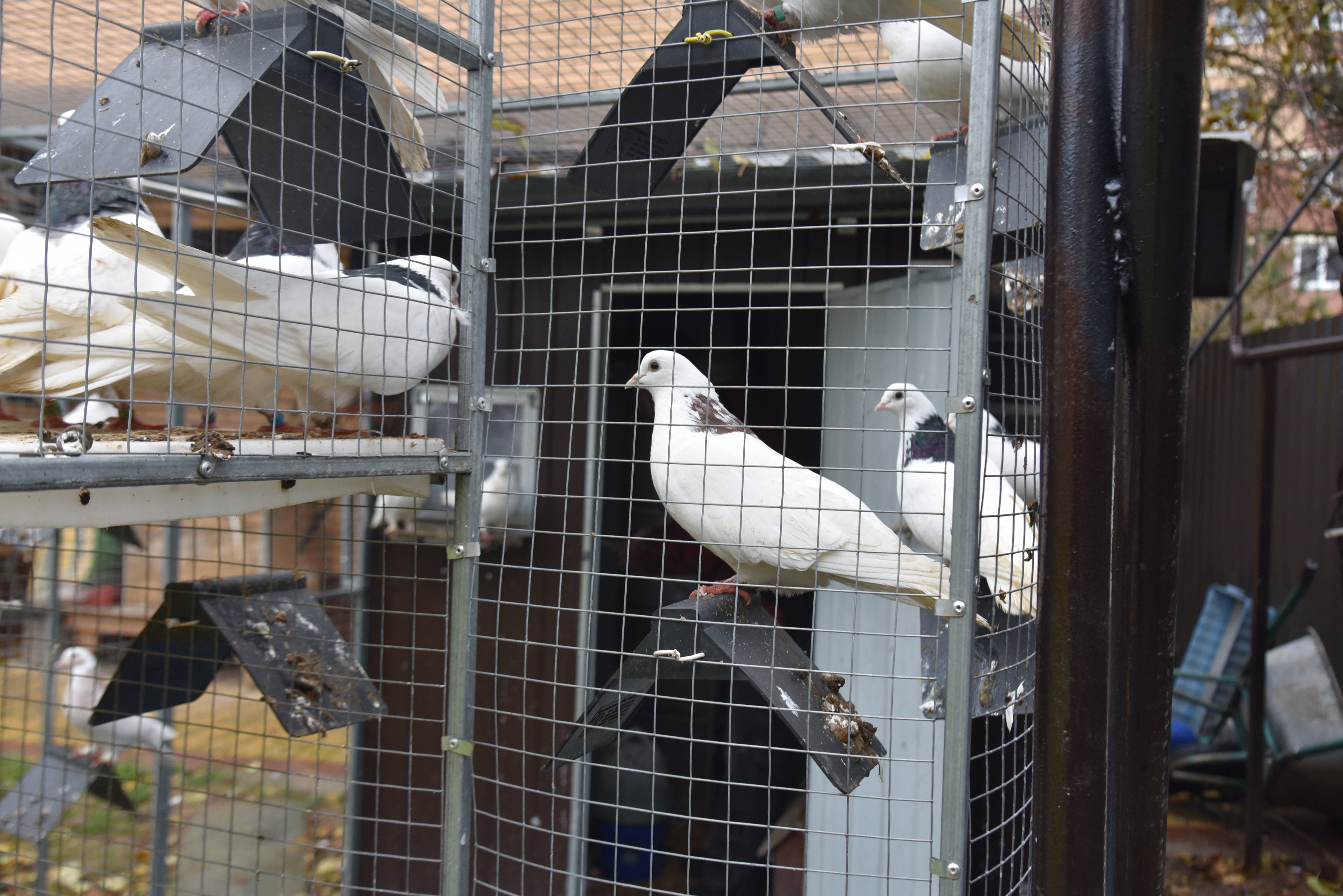 Голубятня "Любовь". Фото 32