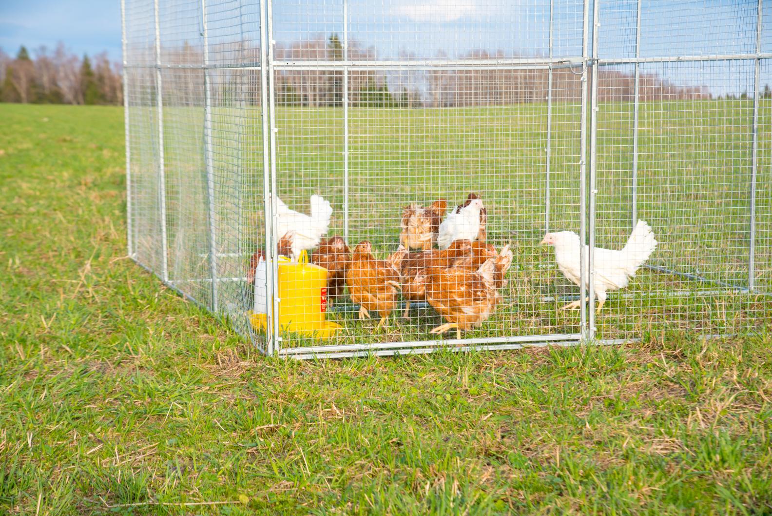 Выгул "Разгуляй"  из сетки 2-2-С. Фото 3