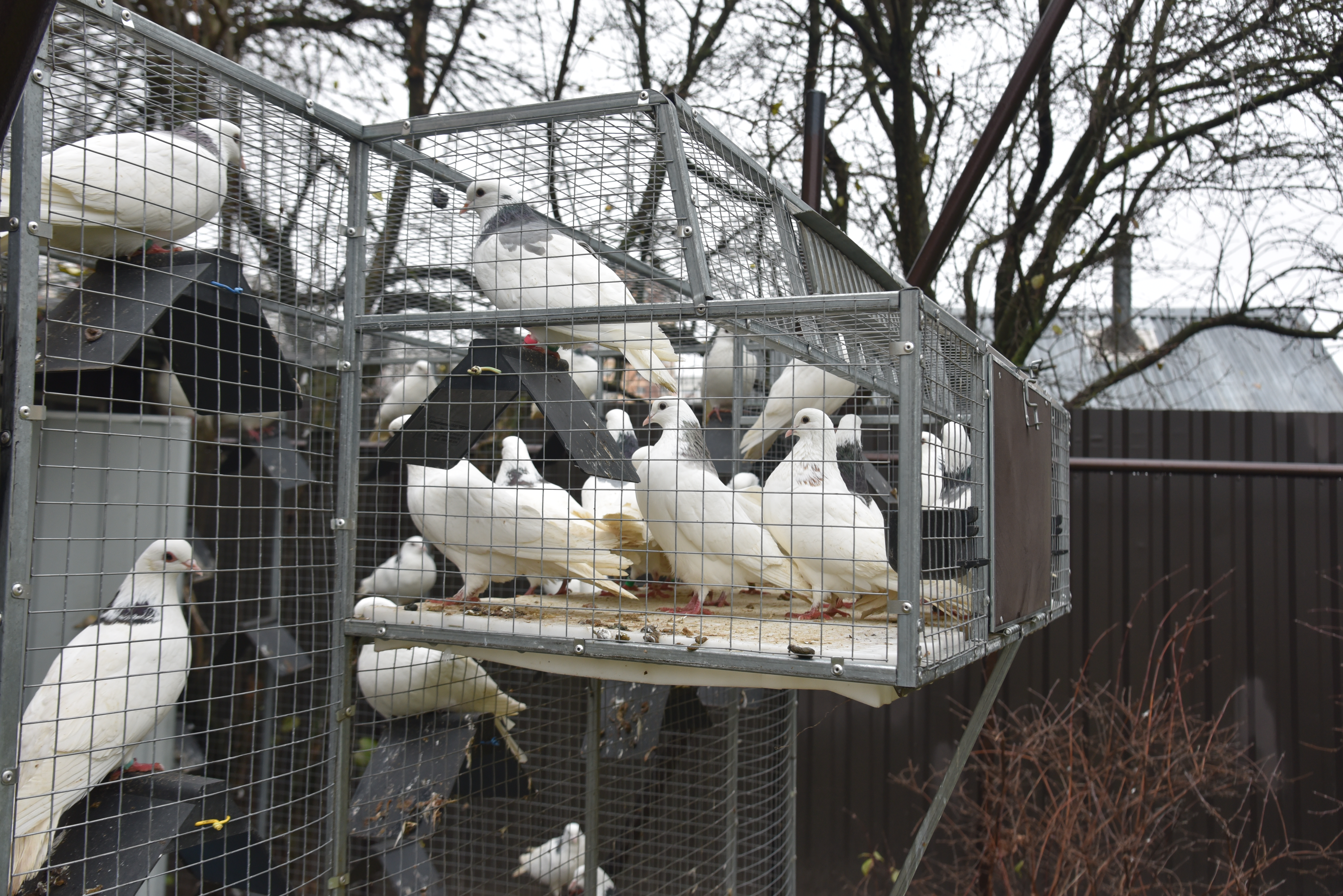 Голубятня "Любовь". Фото 28