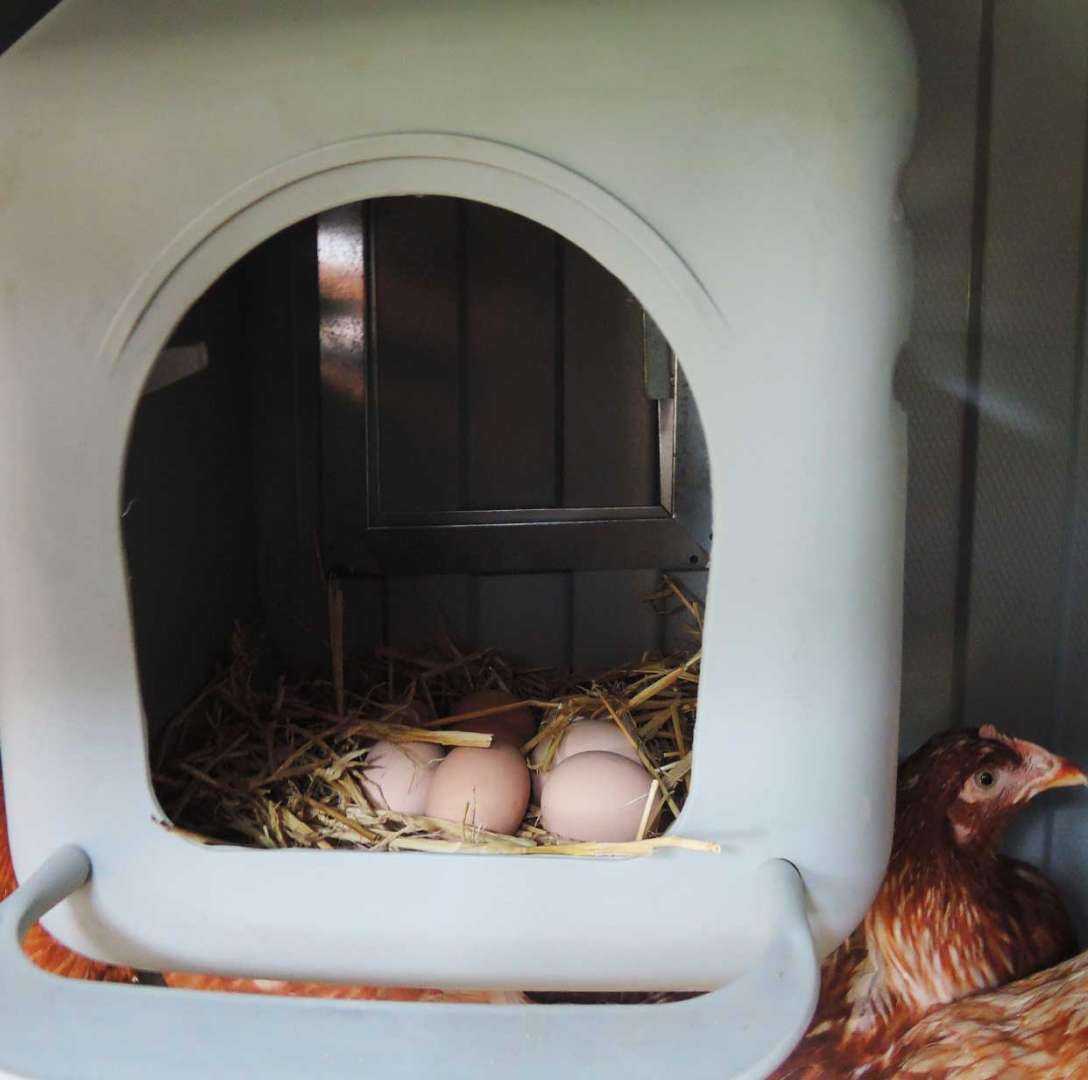 Утепленный курятник с обогревом на 45 голов "Теплоисухо" КН. Фото 7