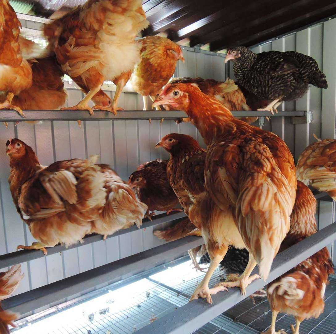 Утепленный курятник с обогревом на 45 голов "Теплоисухо" КН. Фото 8