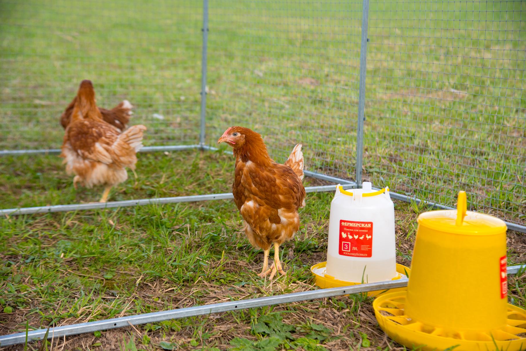 Выгул "Разгуляй" с крышей 2-3-К. Фото 4