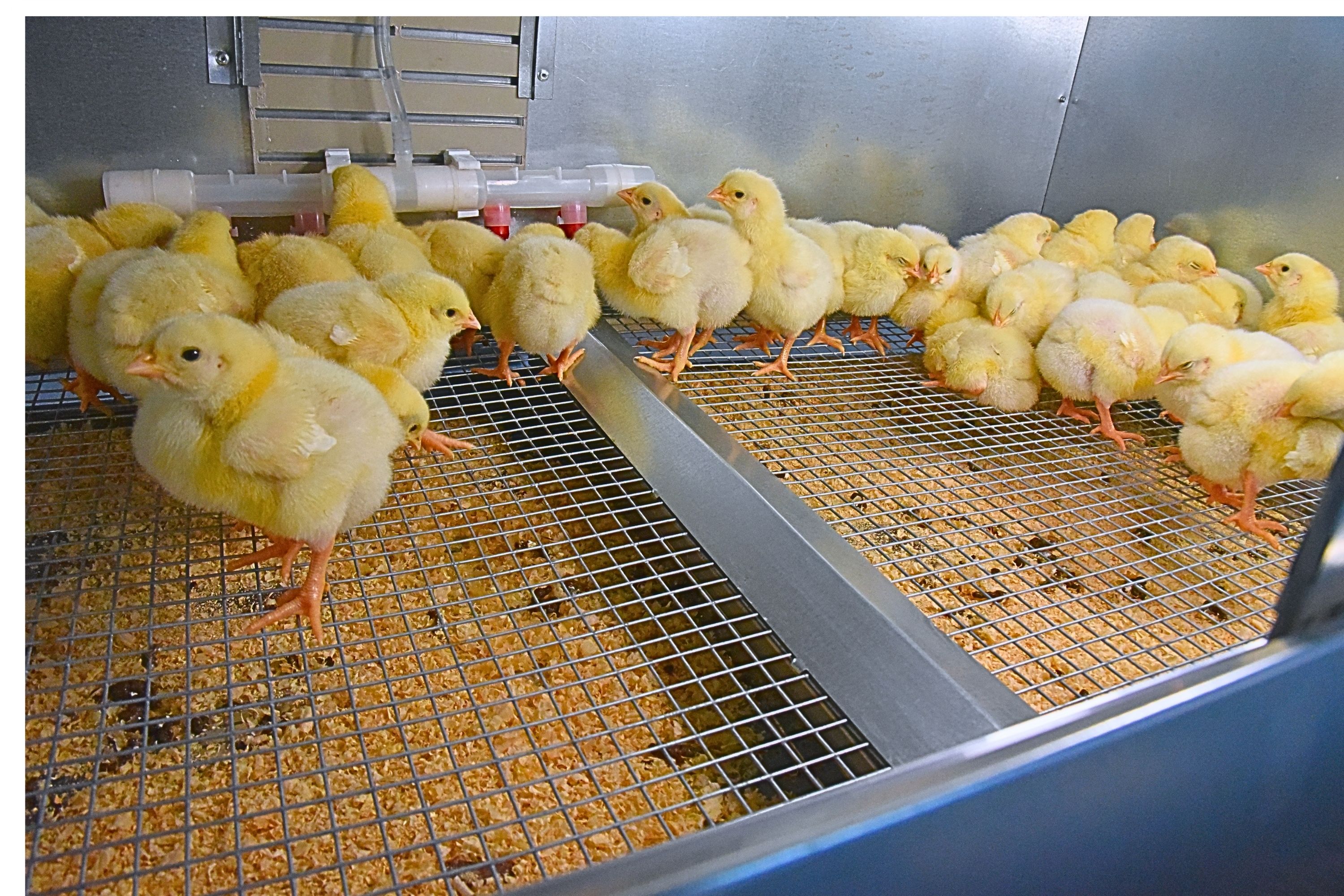 Брудер для цыплят автоматический "Рост А100.4". Фото 27