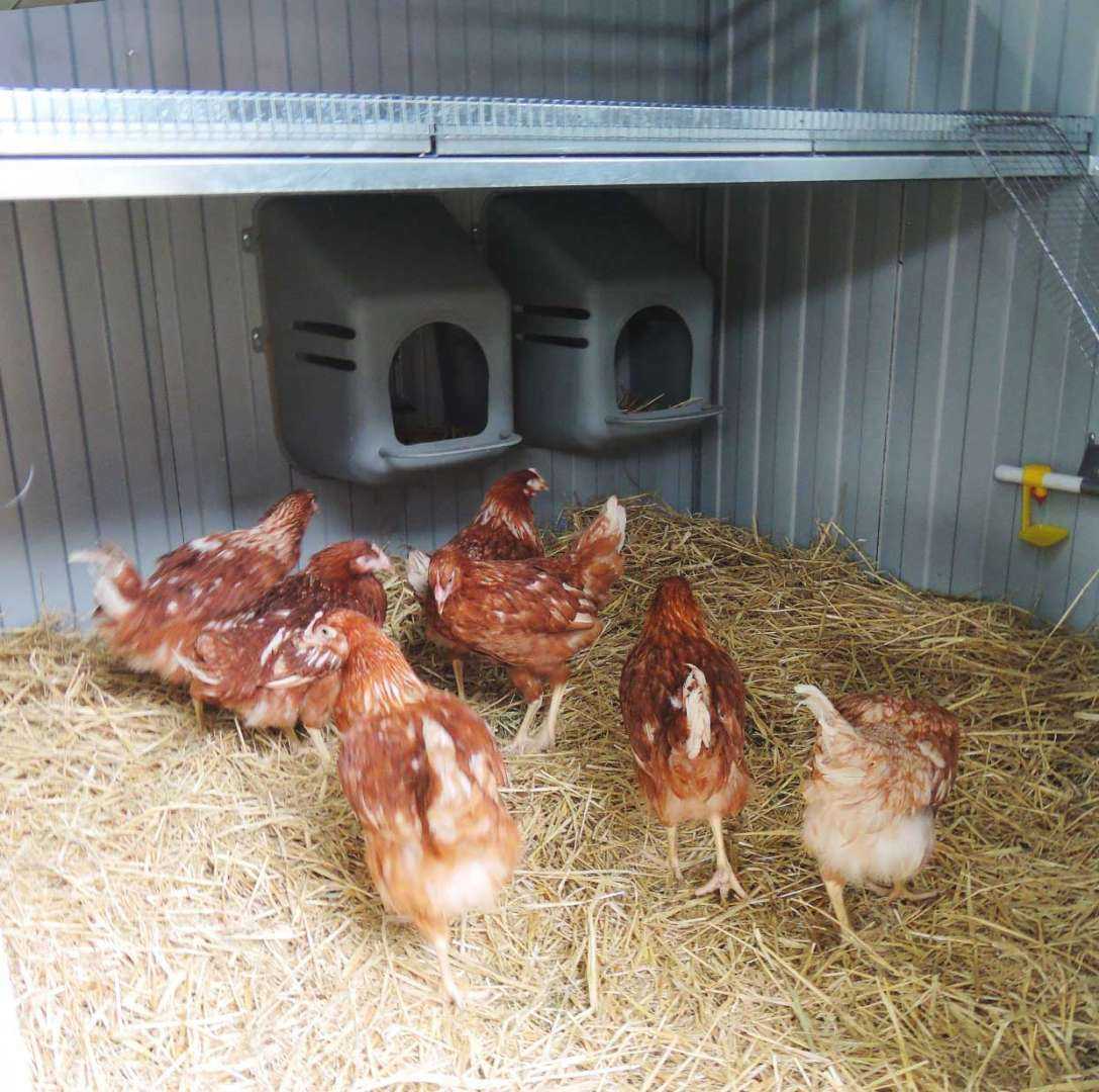 Утепленный курятник с обогревом на 45 голов "Теплоисухо" КН. Фото 5