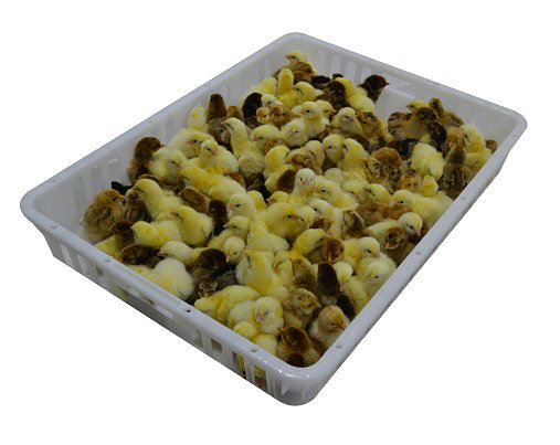 Переноска для кур и цыплят пластиковая. Фото 1