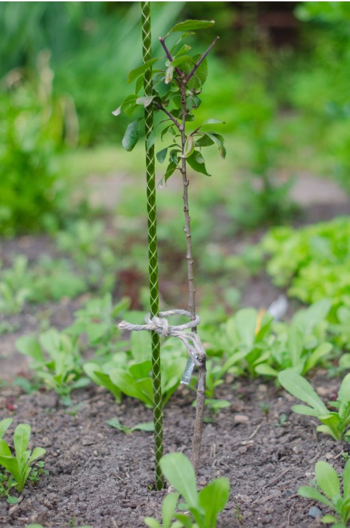 Колышек садовый  1,8м.. Фото 2