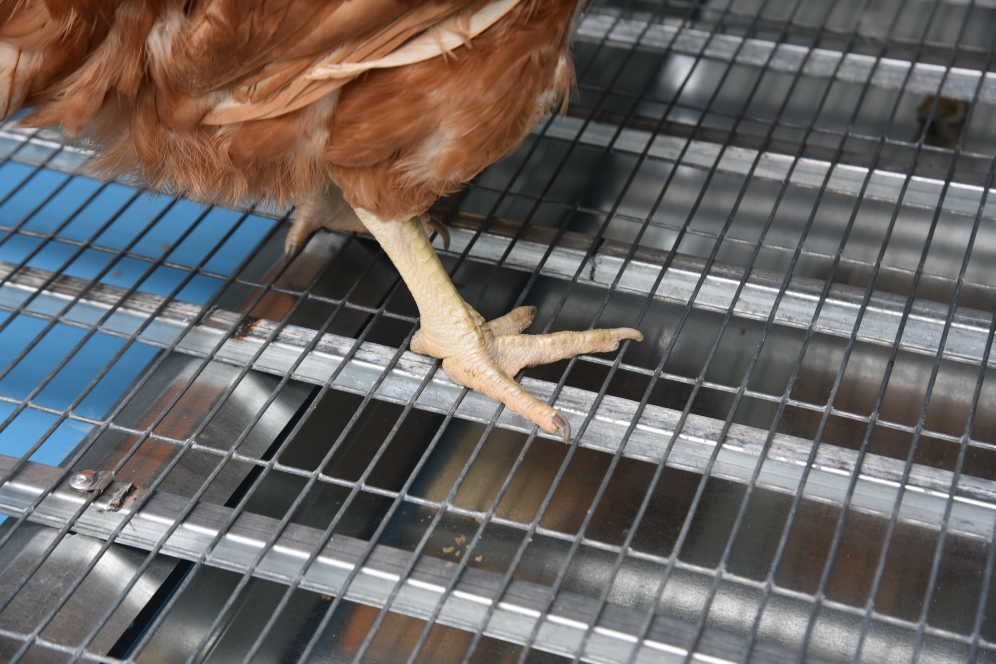 Выгул "Разгуляй" приставной из сетки 1-1-СП. Фото 18