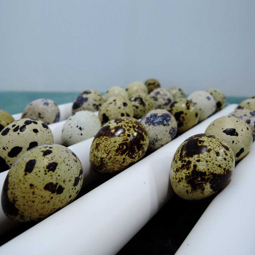 Инкубатор Smart Household-64. Фото 8