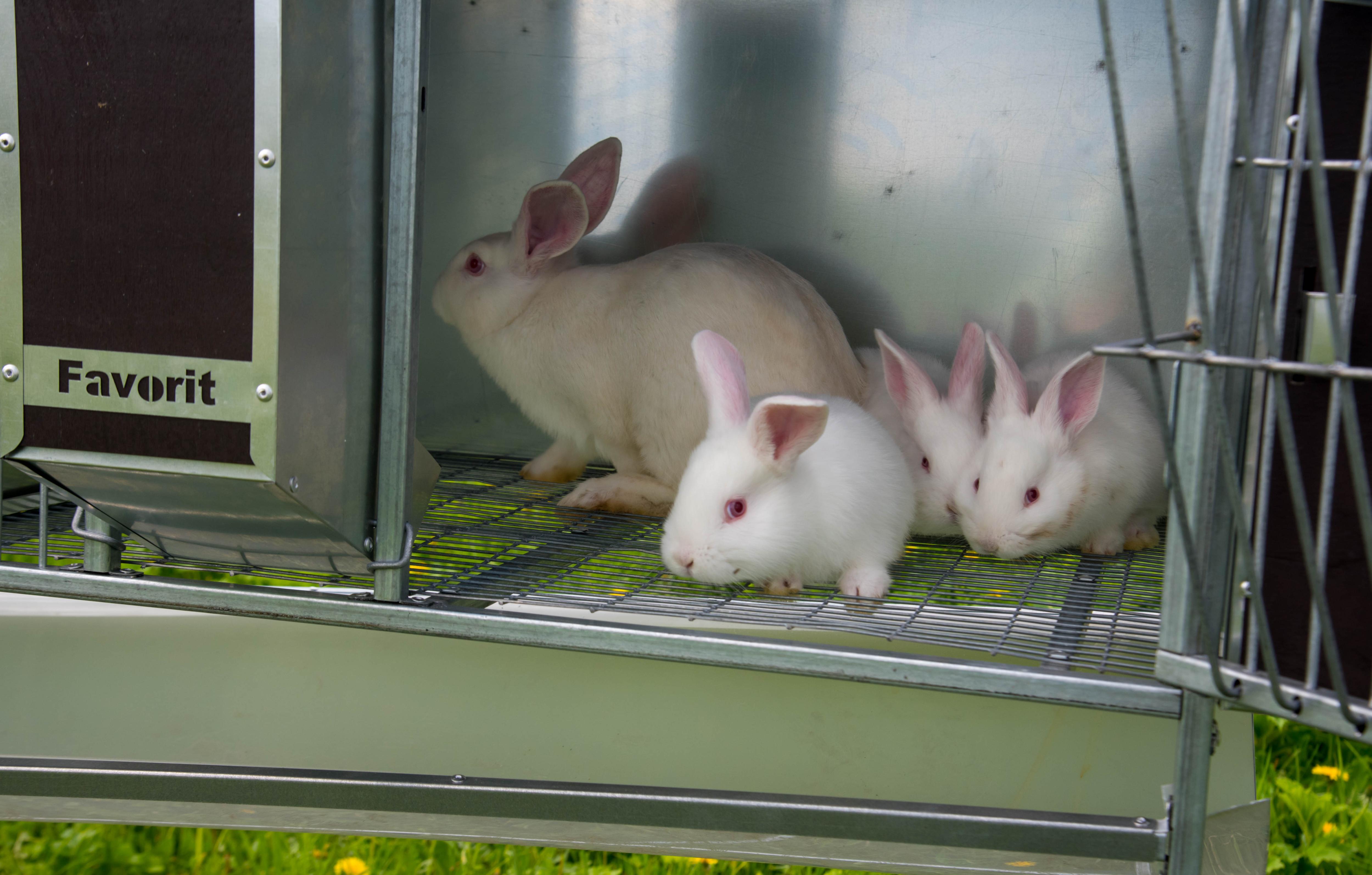 Уличный домик для кроликов "Фаворит" КР2-О-О. Фото 12