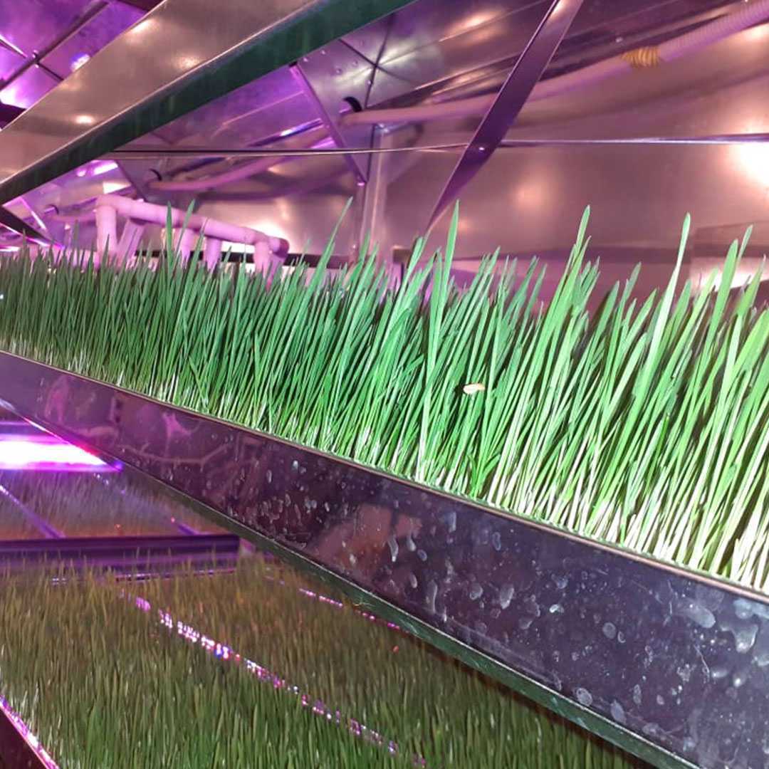 Гидропонная установка для зелёного корма. Фото 3