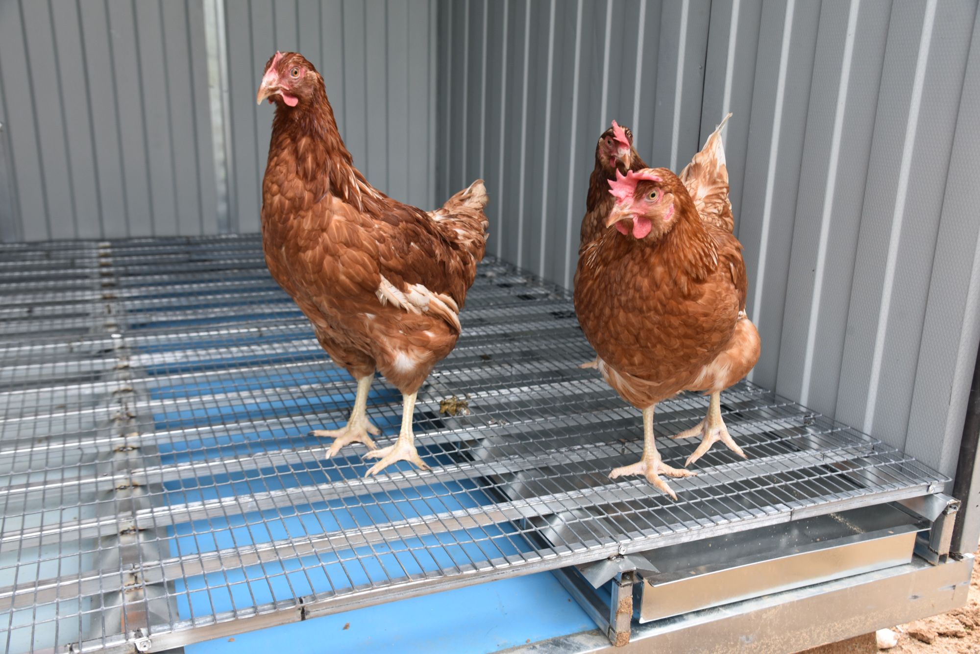  Настил металлический усиленный для птичника. Фото 6