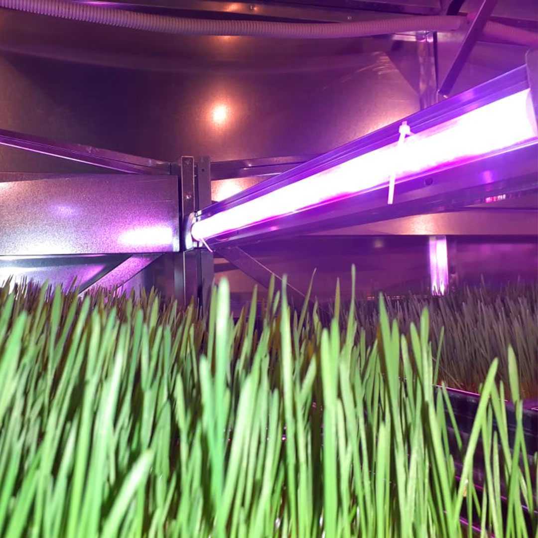 Гидропонная установка для зелёного корма. Фото 4