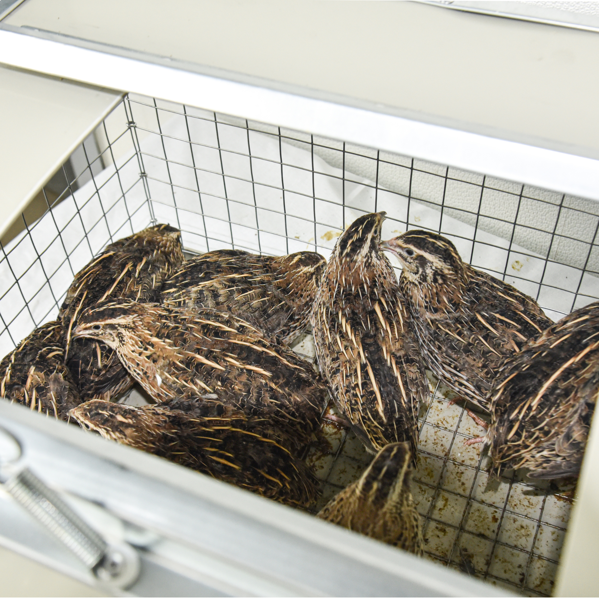 Клетка-переноска для птицы с 1 дверцей. Фото 12