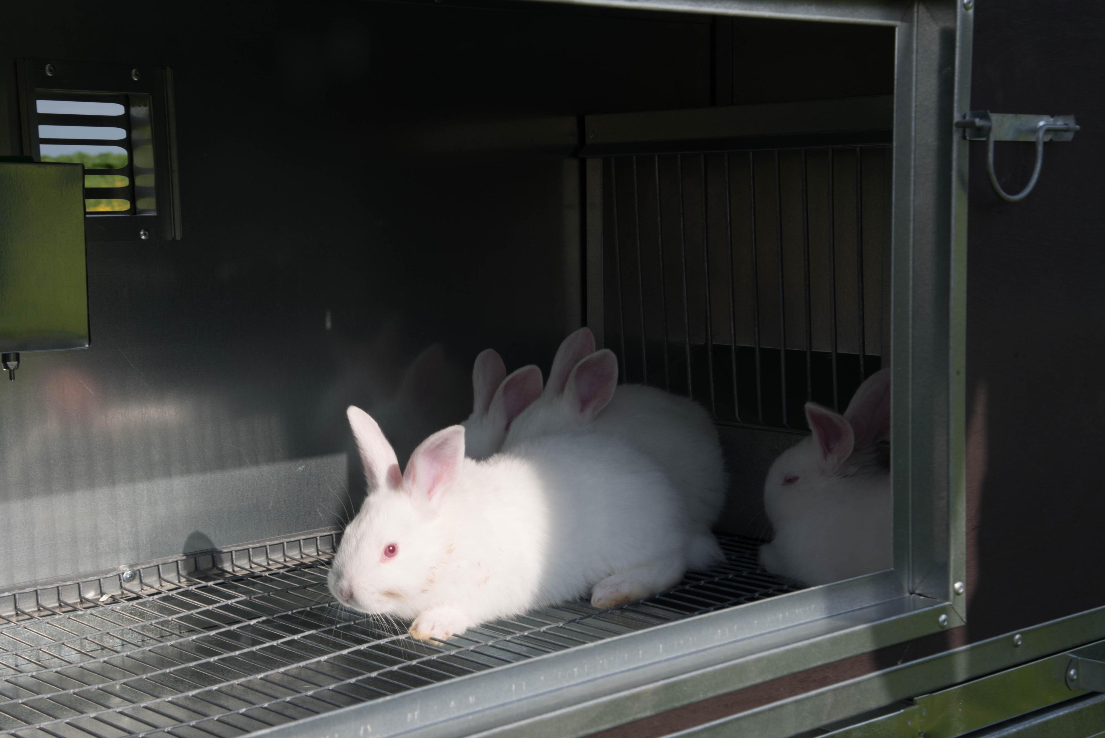 Утепленный отапливаемый крольчатник "Бестселлер" О-12. Фото 16