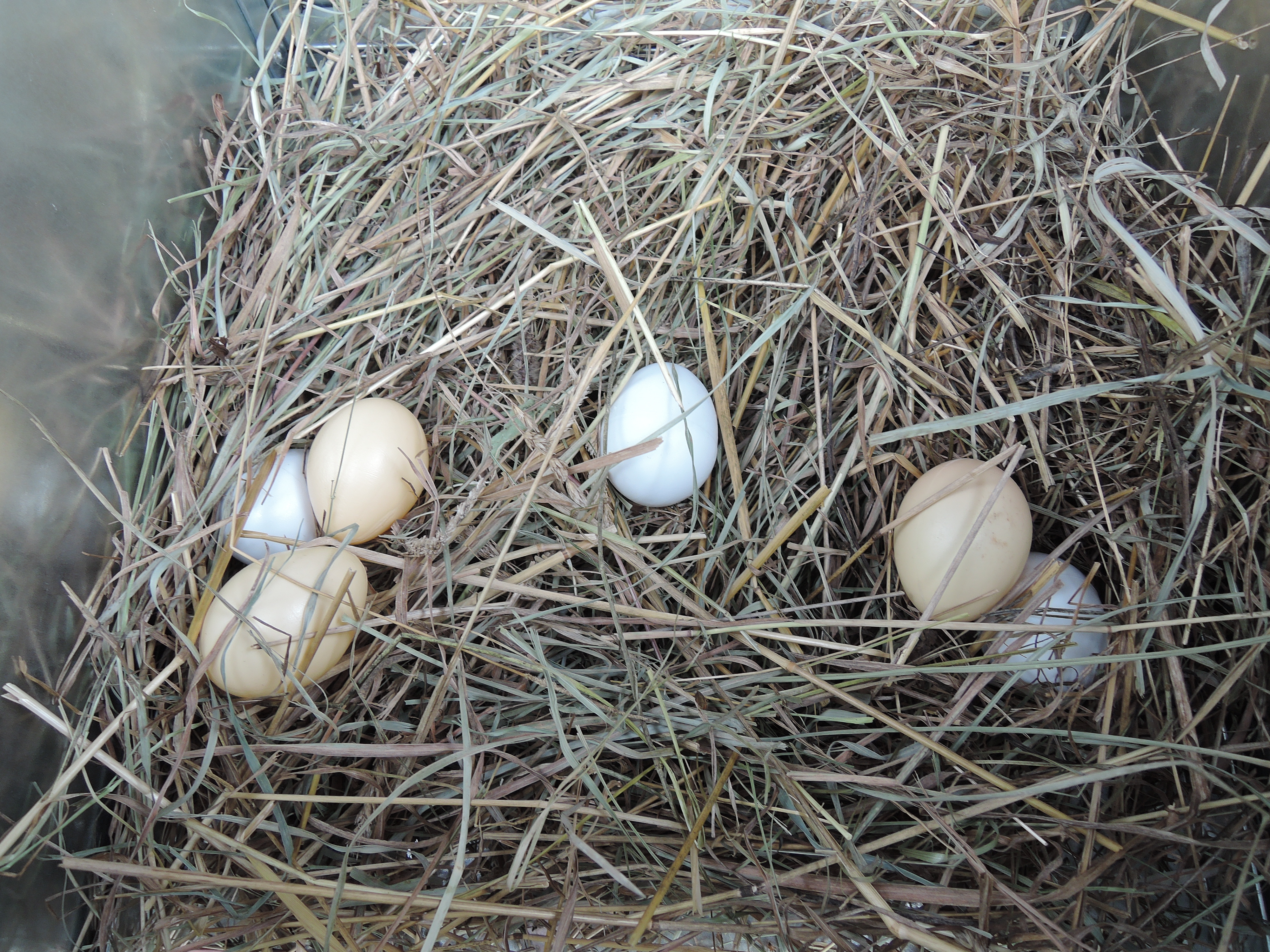 Утепленный отапливаемый уличный курятник с выгулом и гнездом "Зимняя Мечта" на 8-10 кур. Фото 11