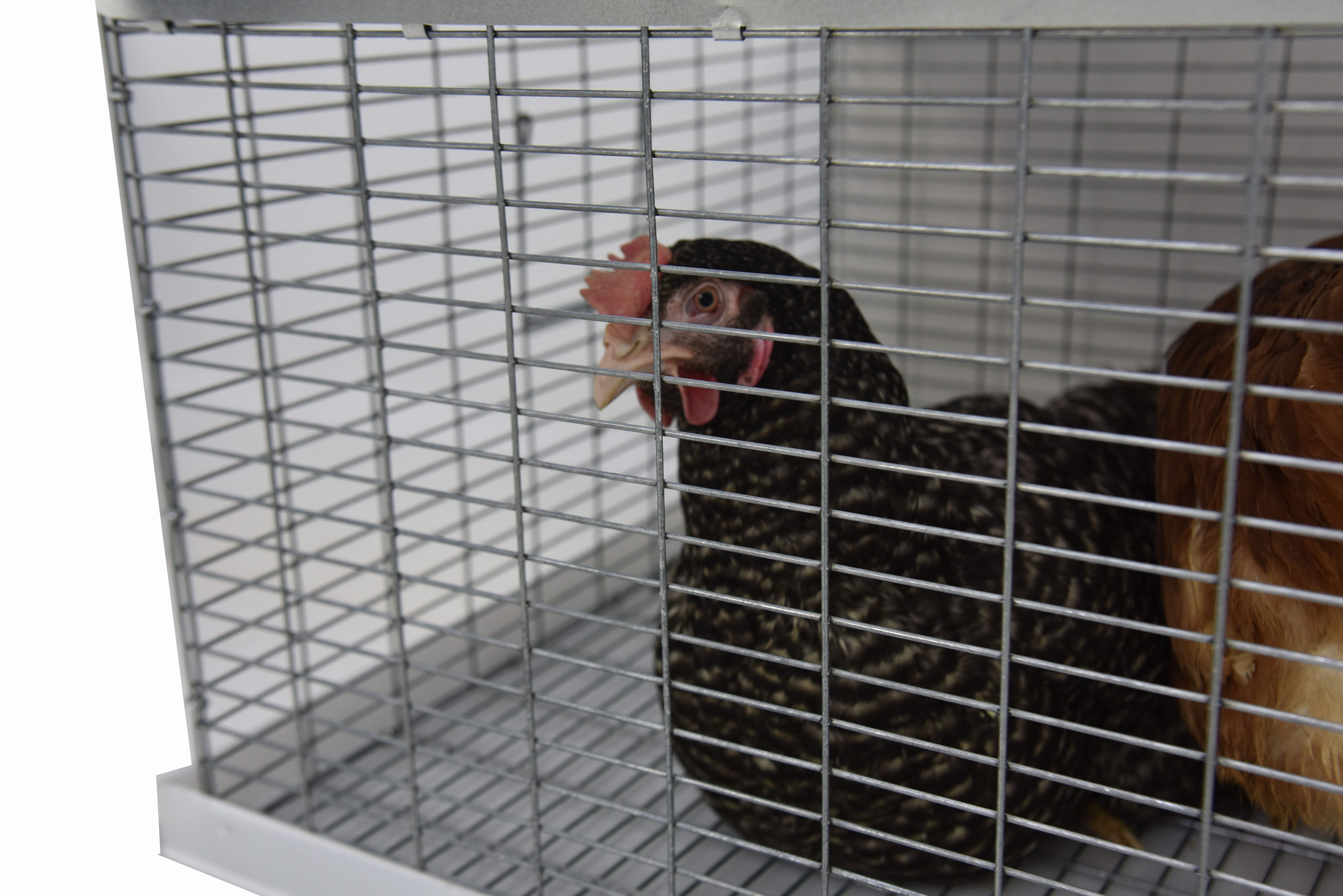 Клетка-переноска для птицы с 1 дверцей. Фото 14