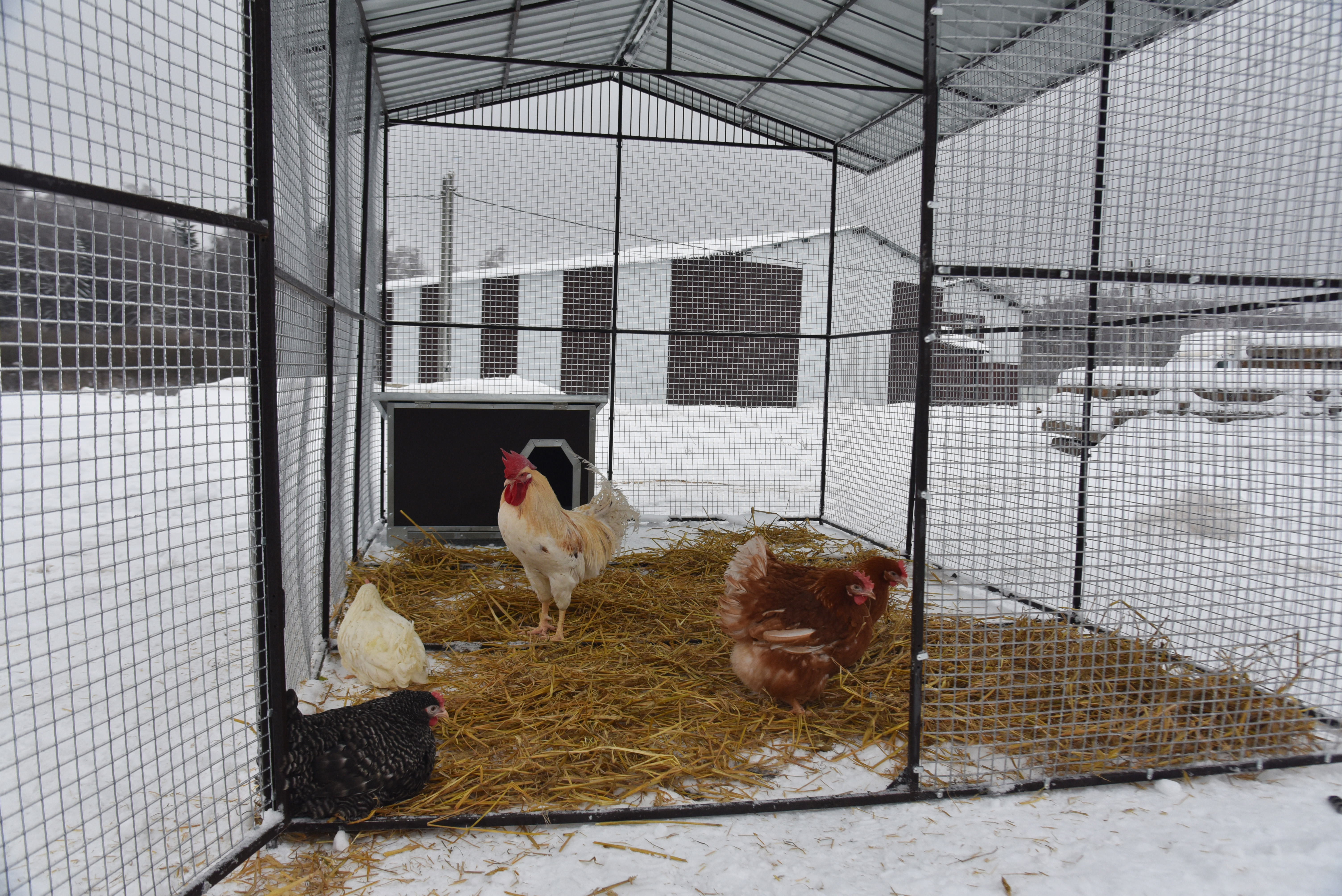 Выгул "Разгуляй" с крышей 2-2-К. Фото 14