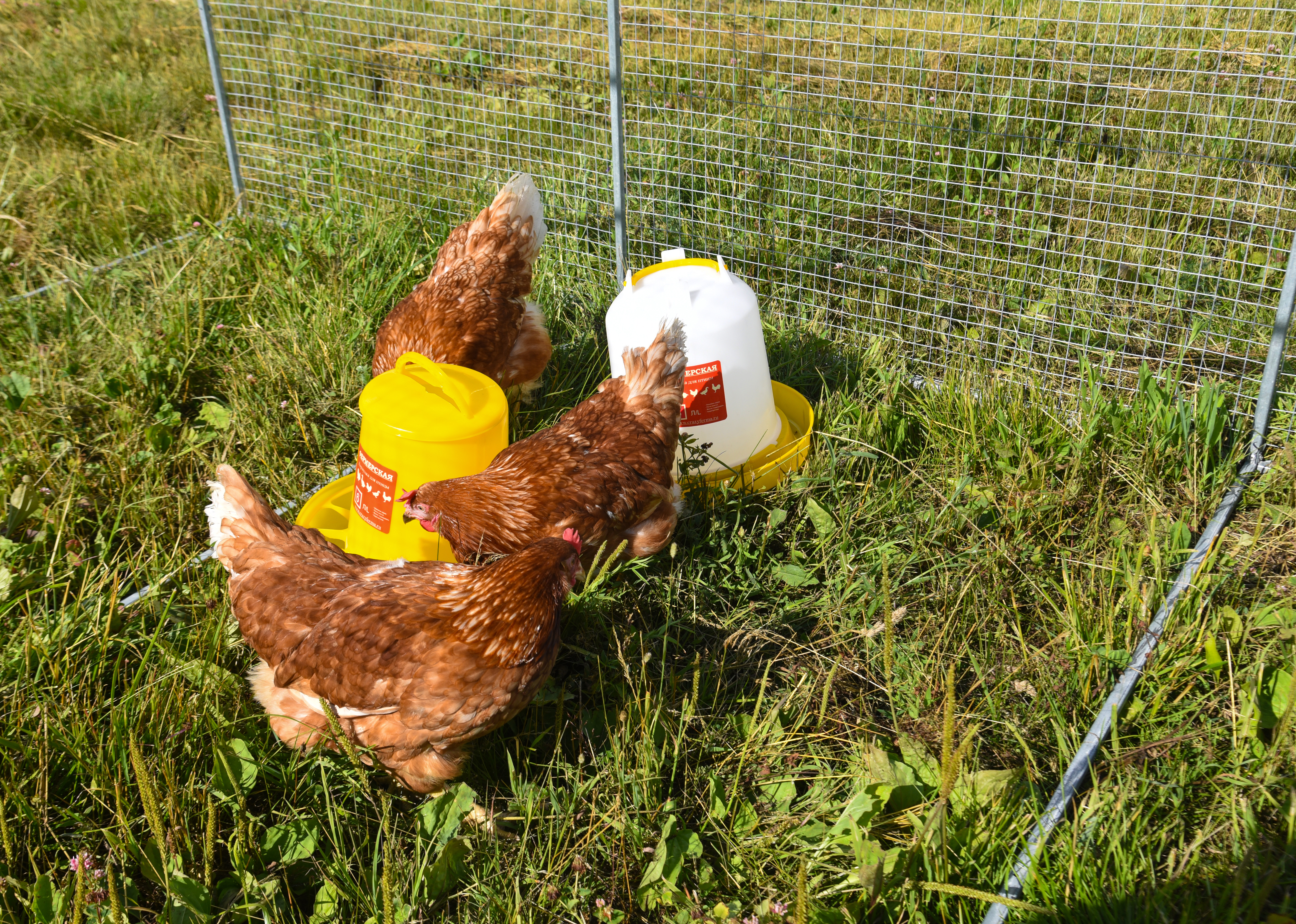 Выгул "Разгуляй" приставной из сетки 1-1-СП. Фото 14