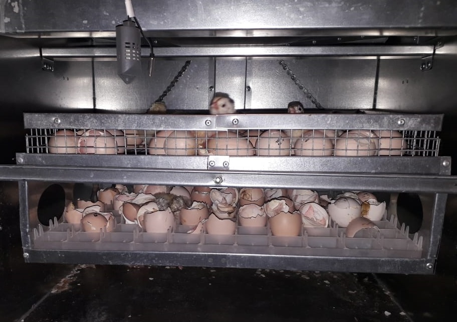 Инкубатор Гарант -176  "Стандарт". Фото 10