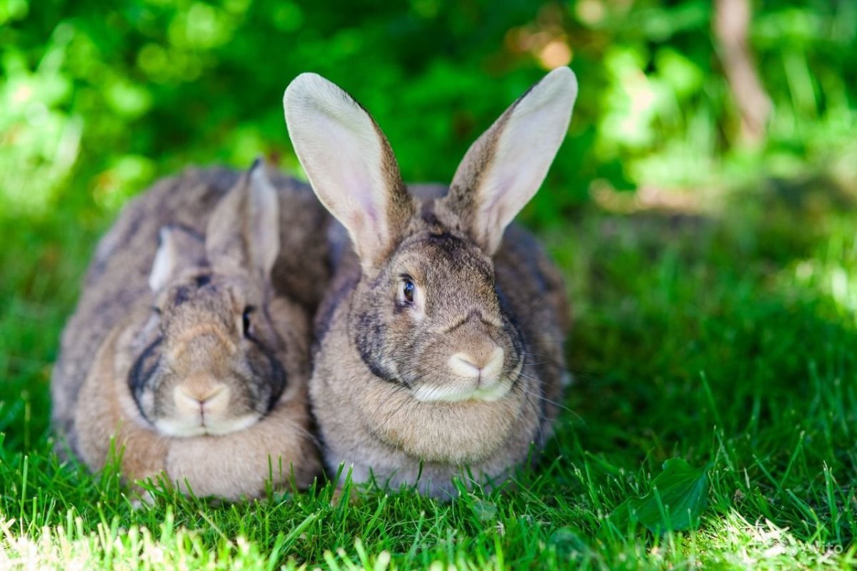 Кролики . Фото 2