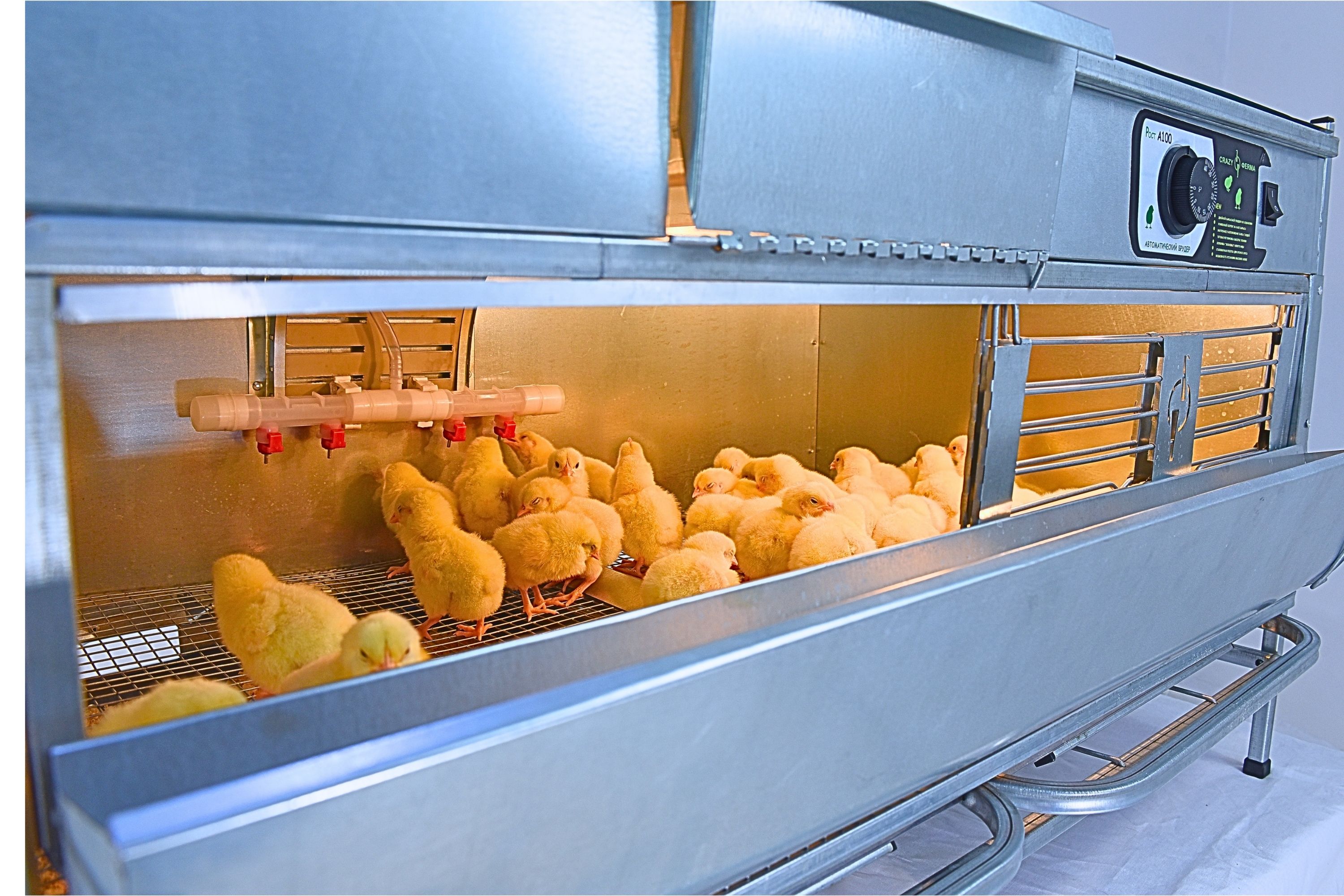 Брудер для цыплят автоматический "Рост А100.4". Фото 13