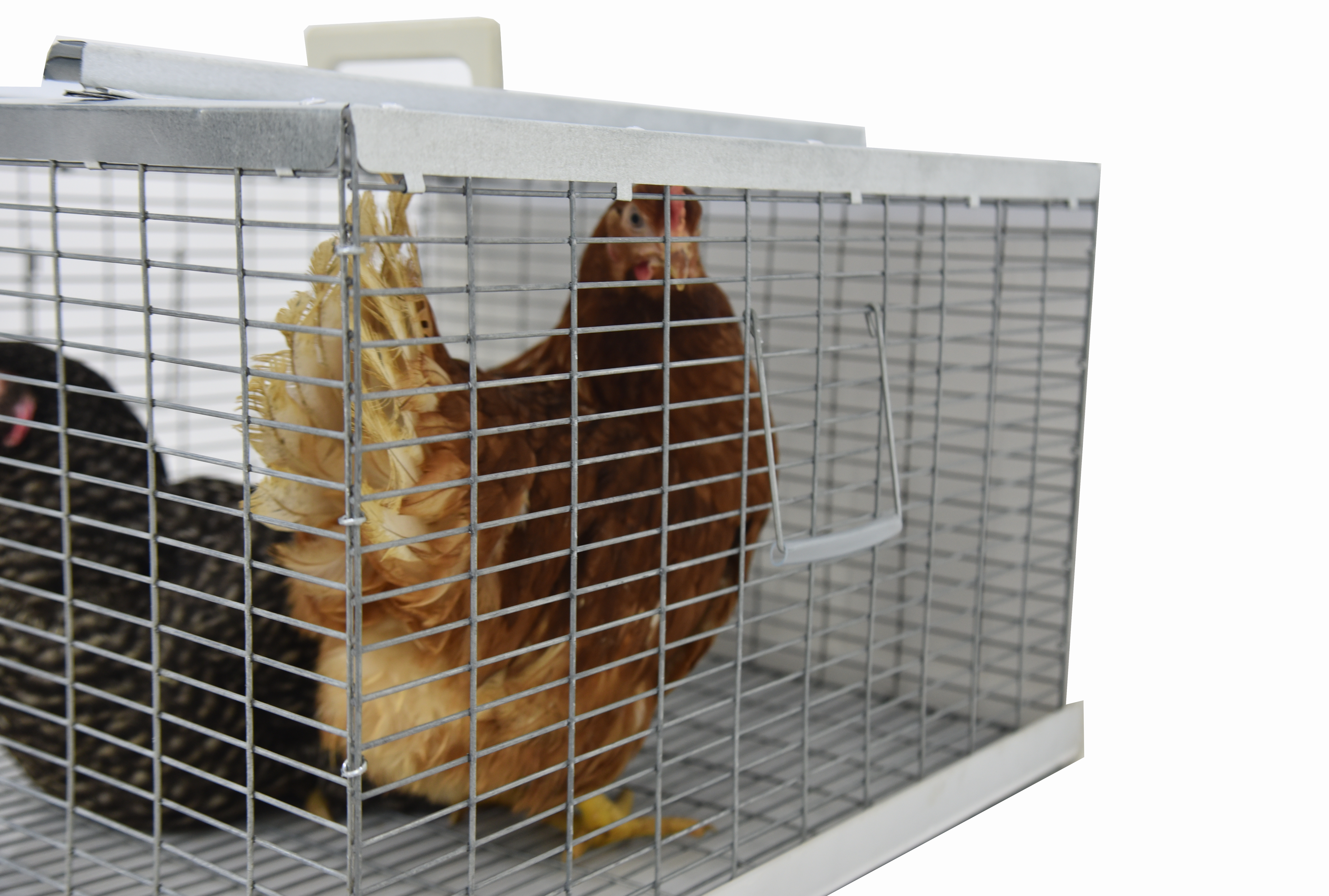 Клетка-переноска для птицы с 1 дверцей. Фото 15