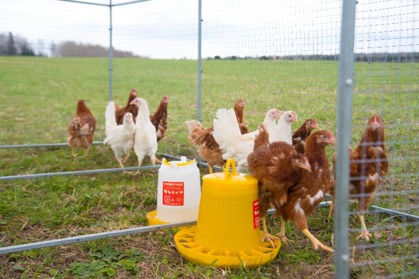 Выгул "Разгуляй" из сетки 2-7-С . Фото 4