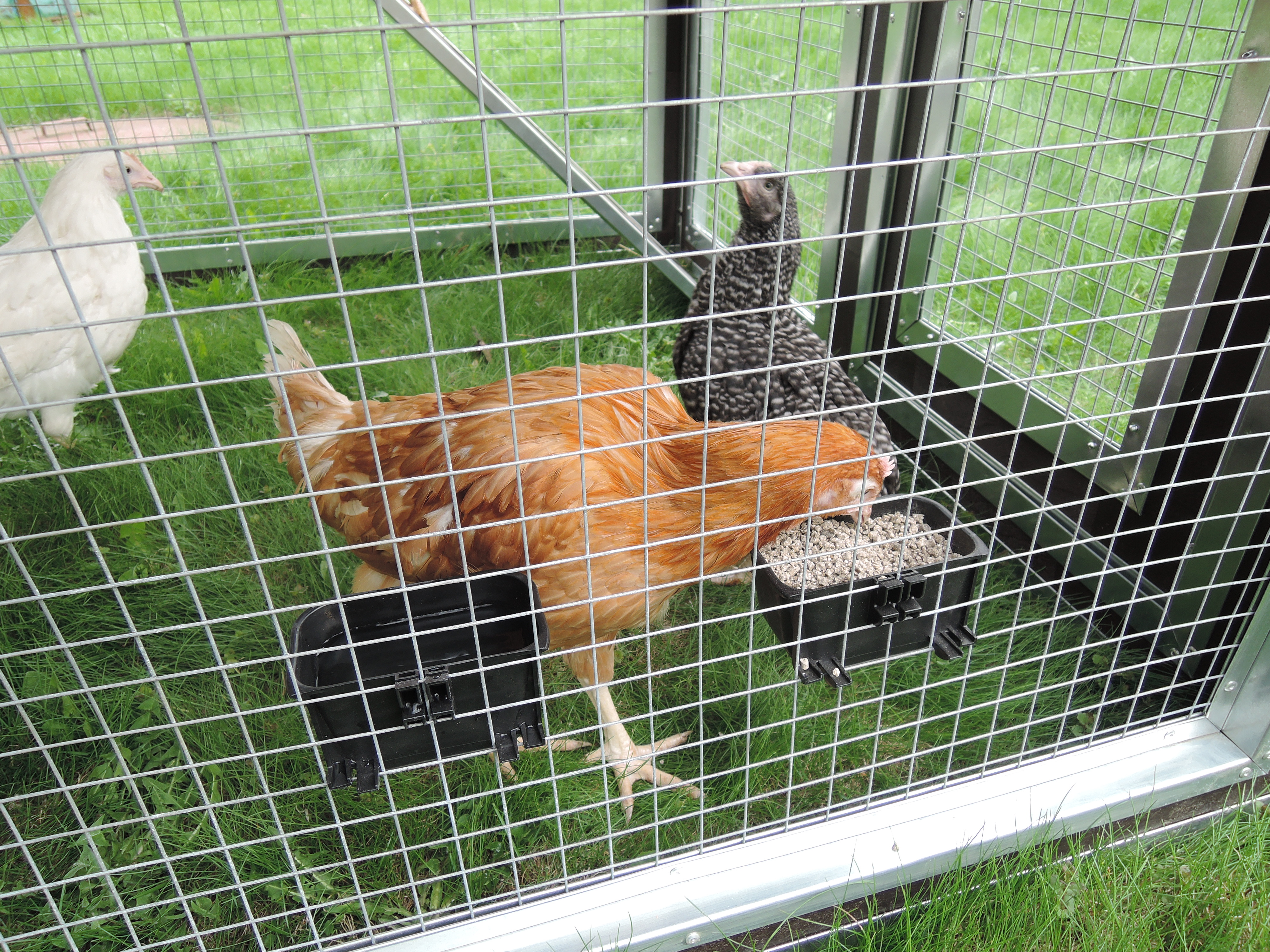 Утепленный отапливаемый уличный курятник с выгулом и гнездом "Зимняя Мечта" на 8-10 кур. Фото 15