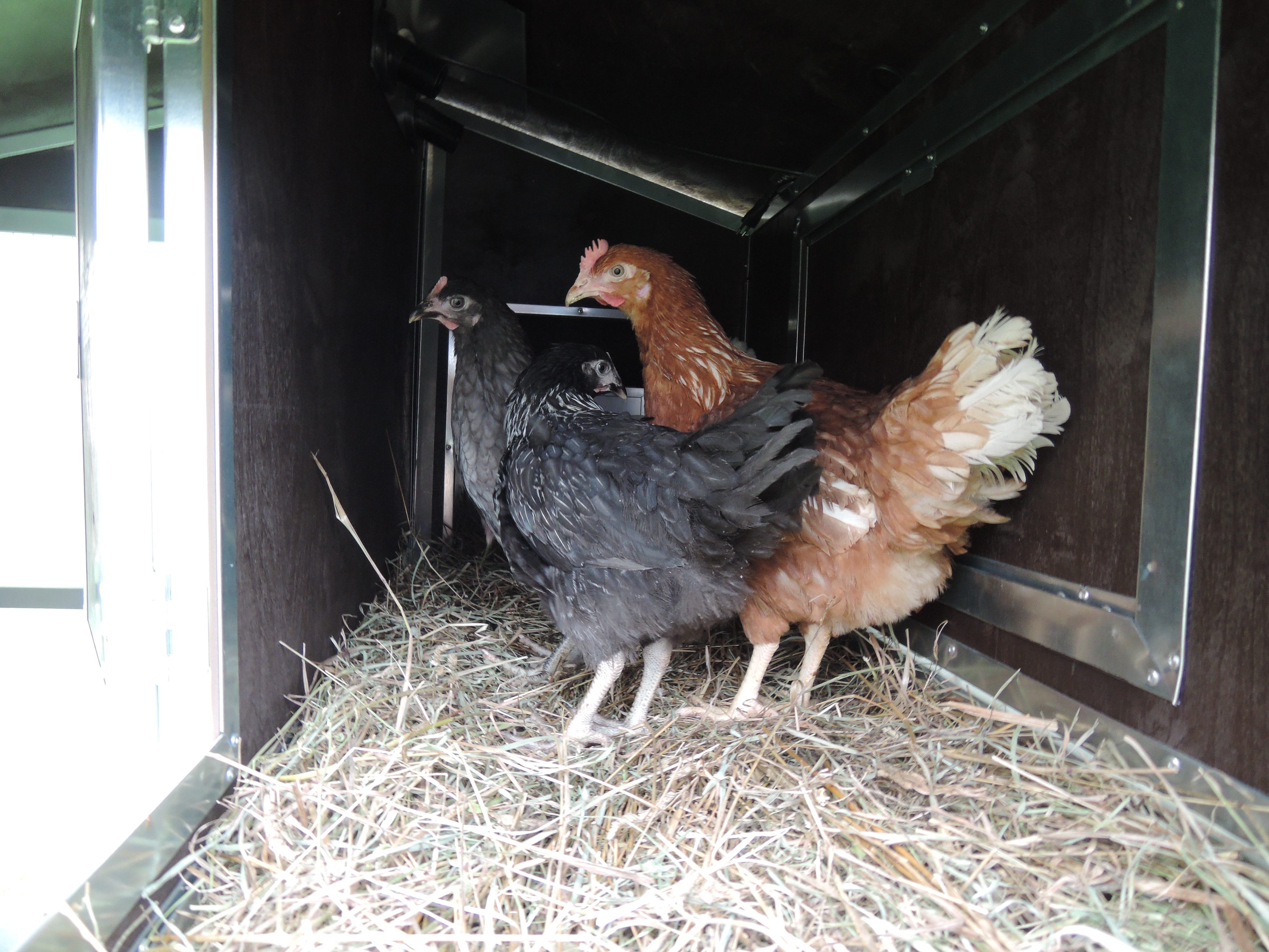 Утепленный отапливаемый уличный курятник с выгулом и гнездом "Зимняя Мечта" на 8-10 кур. Фото 25