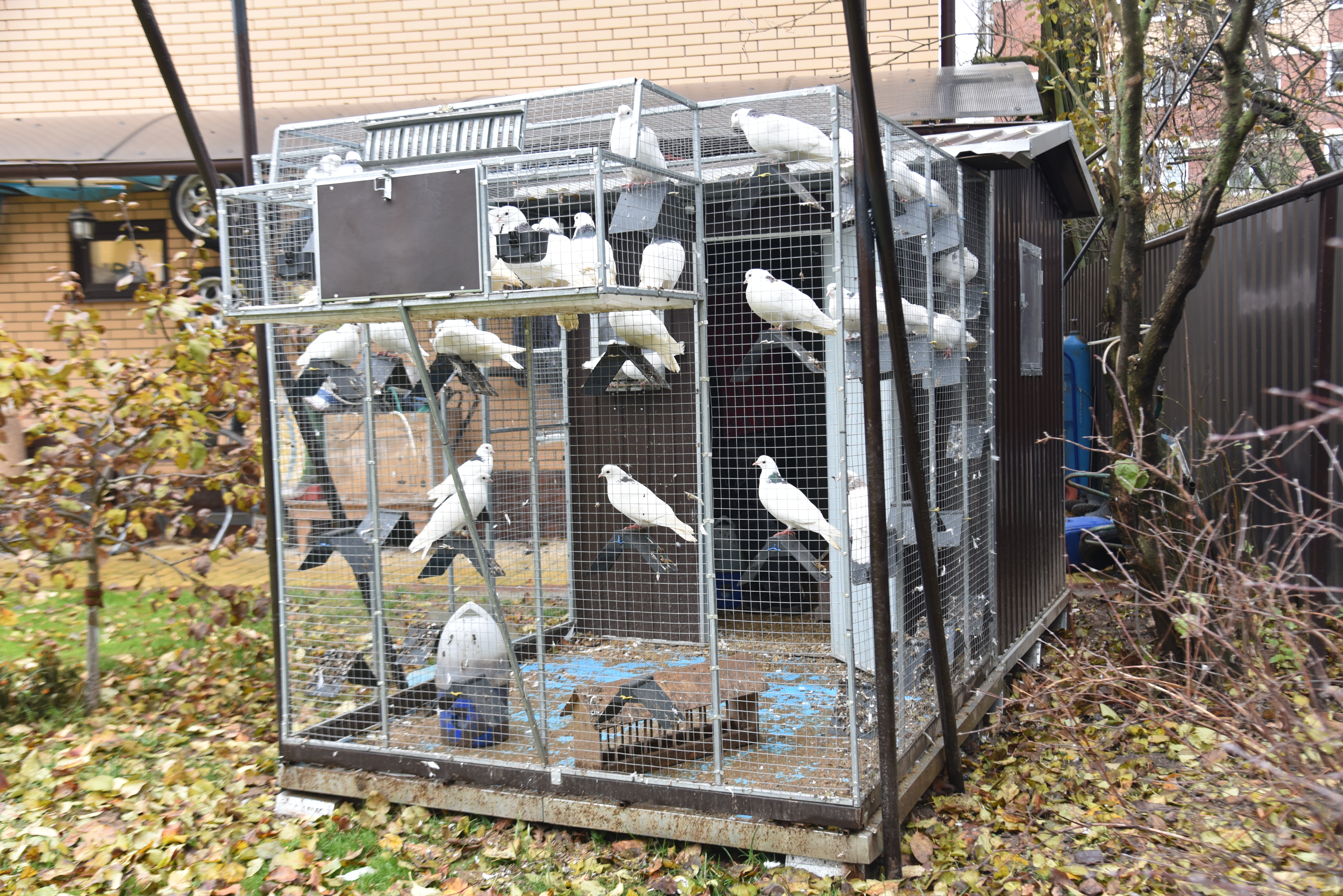 Голубятня "Любовь". Фото 29