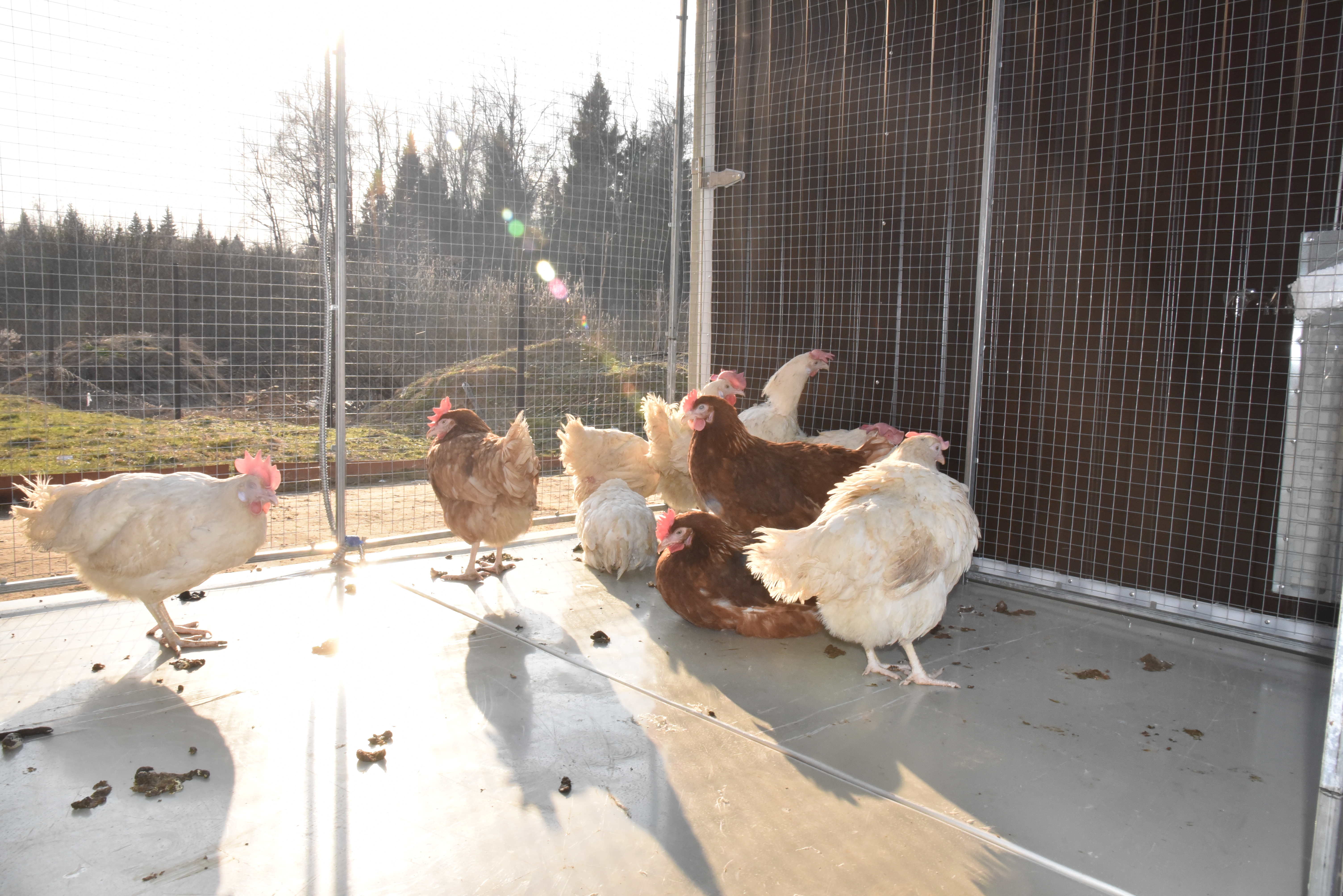 Выгул "Разгуляй" приставной из сетки 1-1-СП. Фото 21