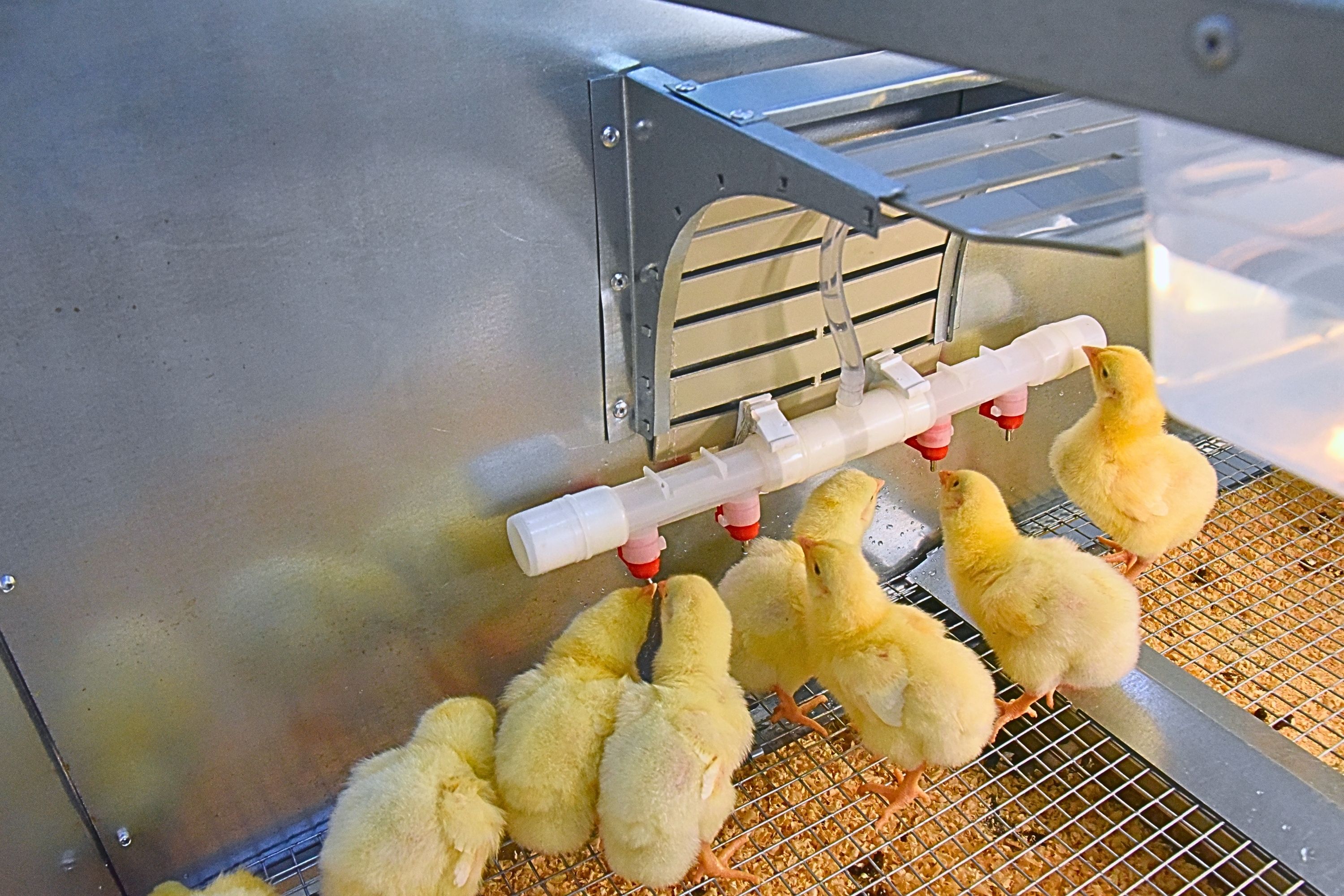Брудер для цыплят автоматический "Рост А100.3". Фото 17