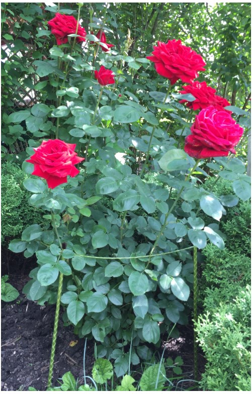 Опора для растений круглая 1,2 м. Фото 4