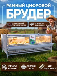 Утки Утки