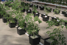 Гидропоника